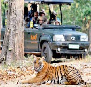 Alert! In just 10 months, 76 tigers die | अलर्ट ! फक्त 10 महिन्यांत 76 वाघांचा मृत्यू