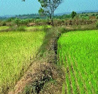 In the last phase of paddy cultivation in the district | जिल्ह्यातील भातशेती अंतिम टप्प्यात