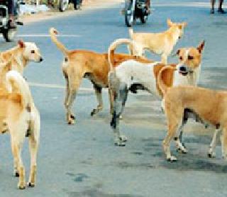 Mock the dogs; The speed of unbroken | मोकाट कुत्र्यांना आवर; निर्बिजीकरणाला वेग