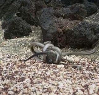 VIDEO: Trapped thunder in snakes | VIDEO: सापांच्या विळख्यात अडकलेल्या घोरपडीचा थरार