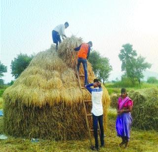 Farmers of Vasai harvested | वसईतील शेतकऱ्यांची सुगी Farmers of Vasai harvested | वसईतील शेतकऱ्यांची सुगी