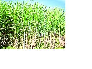Causes of cowdung will reduce the production of sugarcane | उपसाबंदीमुळे उसाचे उत्पादन घटणार