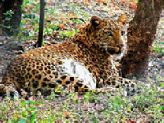 View of the leopard in Vishore area | विसोरा परिसरात बिबट्याचे दर्शन