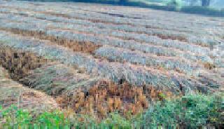 Rice harvesting: | धान कापणी : Rice harvesting: | धान कापणी :