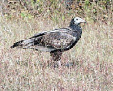 Rare 'all' vultures found in Wardha | वर्धेत आढळला दुर्मिळ ‘सर्वाशनी’ गिधाड