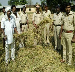 Paddy cultivation full of indebtedness in Amravat | अमरावतीत बंदीजनांच्या श्रमातून फुलली धान शेती