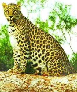 The calf killed in Hanumanwadi Leopard attack | हनुमानवाडीत बिबट्याच्या हल्ल्यात वासरू ठार