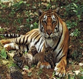 Tigers with two calves found in Shivpur area | शिवपूर परिसरात दोन बछड्यांसह वाघ आढळला