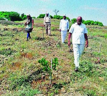 The herb on the Lonjai mountain | लोणजाई डोंगरावर औषधी वनस्पती