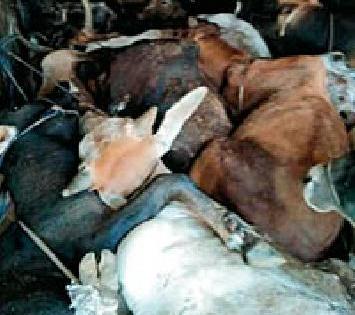 45 cows caught for slaughter in Madhya Pradesh | मध्यप्रदेशातून कत्तलीसाठी जाणारी ४५ गुरे पकडली