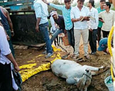 Five cows die in the vehicle | वाहनात पाच गुरांचा मृत्यू