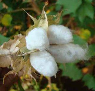 In the old note market, the cotton price is 5200 | जुन्या नोटांच्या बाजारात कापसाला ५२०० भाव