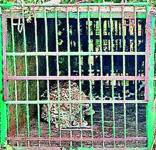Leopard at the Dhaman Game | धामणखेल येथे बिबट्या जेरबंद Leopard at the Dhaman Game | धामणखेल येथे बिबट्या जेरबंद