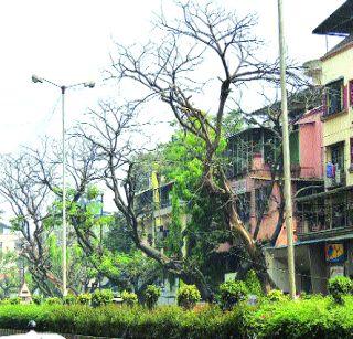 If you can not find any reason for breaking the dry tree in Panvel | पनवेलमधील सुकलेले वृक्ष तोडण्याचा मुहूर्त सापडेना