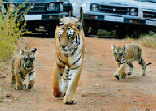 ेरुबाबदार चाल...