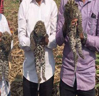 3 calves of leopard found in sugarcane field | ऊसाच्या शेतात आढळले बिबट्याचे 3 बछडे