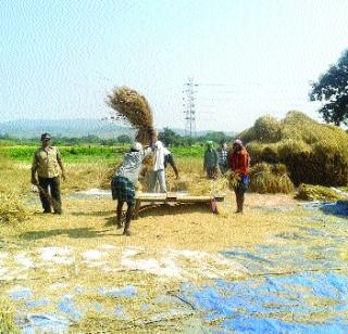 As a result of no currency, the grains pay | चलन नसल्याने मजुरी म्हणून देतात धान्य