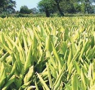 'Shirpur' is famous in Vidarbha production of turmeric | ‘शिरपूर’ हळद उत्पादनात विदर्भात प्रसिध्द