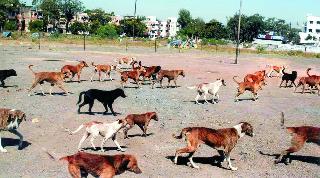 25 people in Nandagavi wandering dogs | नांदगावी २५ जणांना भटक्या कुत्र्यांचा चावा