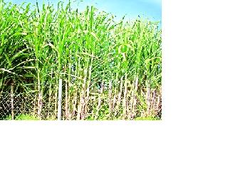 64 lakh tonnes of sugarcane crush in the division | विभागात ६४ लाख टन उसाचे गाळप