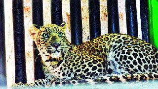 Niphadla caught the leopard | निफाडला बिबट्या पकडला Niphadla caught the leopard | निफाडला बिबट्या पकडला