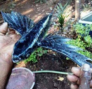 'Flying Fish' caught in a trap at Guhagar | गुहागरमध्ये जाळ्यात अडकला 'उडणारा मासा'