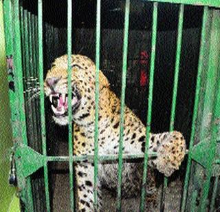 Leopard in NIBM Institute in Pune | पुण्यात एनआयबीएम इन्स्टिट्यूटमध्ये बिबट्या