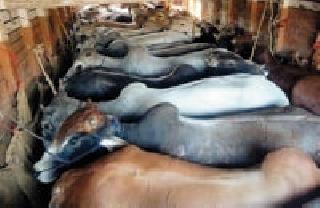 The 22 animals caught by the poultry caught | कोंबून नेली जाणारी २२ जनावरे पकडली