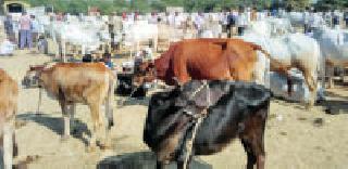 'Notebank' stopped the turnover of the bull market | ‘नोटबंदी’ने बैलबाजाराची उलाढाल थांबली 'Notebank' stopped the turnover of the bull market | ‘नोटबंदी’ने बैलबाजाराची उलाढाल थांबली
