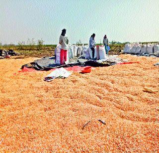 20 tons corn production in one acre | एका एकरात २० टन मक्याचे उत्पादन