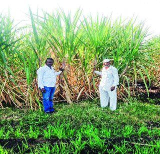 The crop is drought-prone | दुष्काळी पट्ट्यात फुलू लागली ऊसशेती