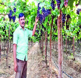 Lacerne grapes will go to Sri Lanka, Malaysia | लासुर्णेतील द्राक्षे जाणार श्रीलंका, मलेशियाला