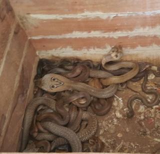 Two suspects arrested for smuggling snake bites | सापाच्या विषाची तस्करी करणारे दोघे अटकेत