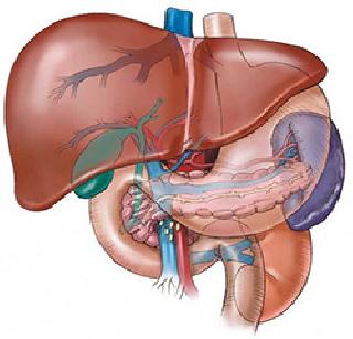 In the three and a half hours the liver in Pune! | सव्वातीन तासांत यकृत पुण्यात!