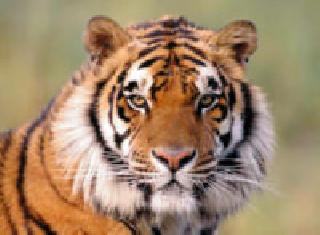 Tigers killed in Bargaon attack | बोरगाव येथे वाघाच्या हल्ल्यात वळू ठार