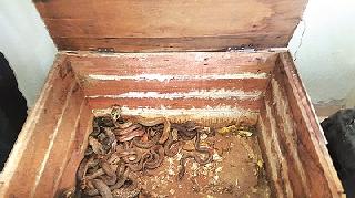 71 snakes for poisonous trafficking | विषाच्या तस्करीसाठी पाळले ७१ साप