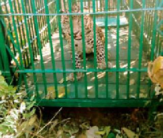 After all, the cannibal beaver was martyred | अखेर नरभक्षक बिबट जेरबंद After all, the cannibal beaver was martyred | अखेर नरभक्षक बिबट जेरबंद