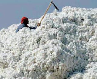 Half of the currency cheaper cotton buy | चलन तुटवड्याने कापूस खरेदी अर्ध्यावर