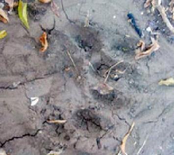 Footprints of Badneralagal Tiger | बडनेरालगत वाघाच्या पायाचे ठसे Footprints of Badneralagal Tiger | बडनेरालगत वाघाच्या पायाचे ठसे