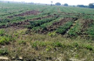 Turbulence farming .. | टरबुजाची शेती.. Turbulence farming .. | टरबुजाची शेती..