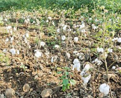 जिल्ह्याची पीक स्थिती उत्तमच