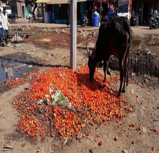 Due to not getting proper prices, farmers thrown tomatoes | योग्य भाव मिळत नसल्याने शेतक-यांनी ﻿टोमॅटो फेकले