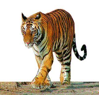 33 tigers die in Madhya Pradesh in 2016! | मध्यप्रदेशात २०१६ मध्ये ३३ वाघांचा मृत्यू...!