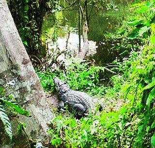 Selfie with the Crocodile | मगरीसोबतचा सेल्फी महागात