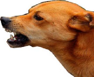 Bite 15 people with leprosy dogs | पिसाळलेल्या कुत्र्याचा १५ लोकांना चावा Bite 15 people with leprosy dogs | पिसाळलेल्या कुत्र्याचा १५ लोकांना चावा