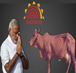 Modi government will give cows and buffaloes to 'base' | मोदी सरकार देणार गायी-म्हशींनाही 'आधार'