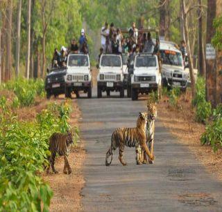 Five lakh tourists came to Wagona in Tadoba | ताडोबातील वाघोबासाठी आले ५ लाख पर्यटक