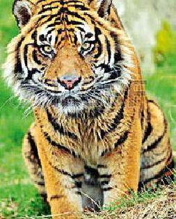Two tigers in Pohra-Chirodi forest | पोहरा-चिरोडी जंगलात दोन वाघ Two tigers in Pohra-Chirodi forest | पोहरा-चिरोडी जंगलात दोन वाघ