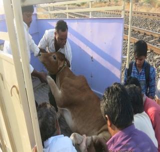 Five cows dies in train engines | रेल्वे इंजिनाच्या धडकेत पाच गायींचा मृत्यू