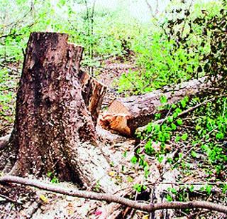 Deletion of "occupation" of forest land is a maze | वनजमिनींवरचा ‘कब्जा’ हटविणे हा भुलभुलैया